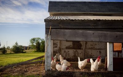 BGH zur Verbreitung ungenehmigter Filmaufnahmen aus Bio-Hühnerställen