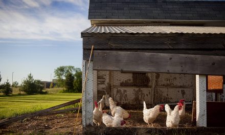 BGH zur Verbreitung ungenehmigter Filmaufnahmen aus Bio-Hühnerställen